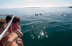 images/Touren/StrayWorsley/StrayNZ.Bay-of-Islands-DolphinSpotting-900.jpg